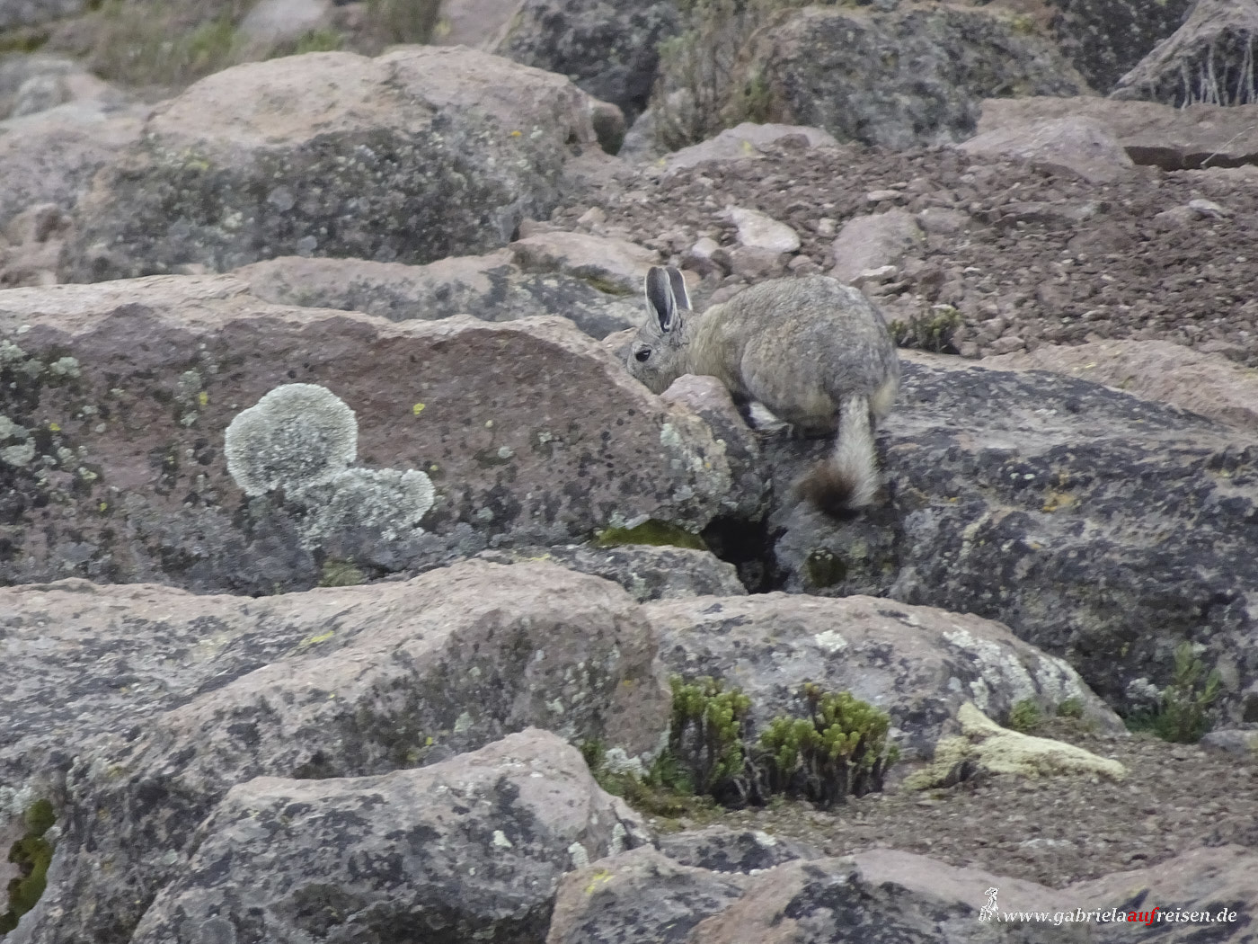 Peru, Andes, viscachas