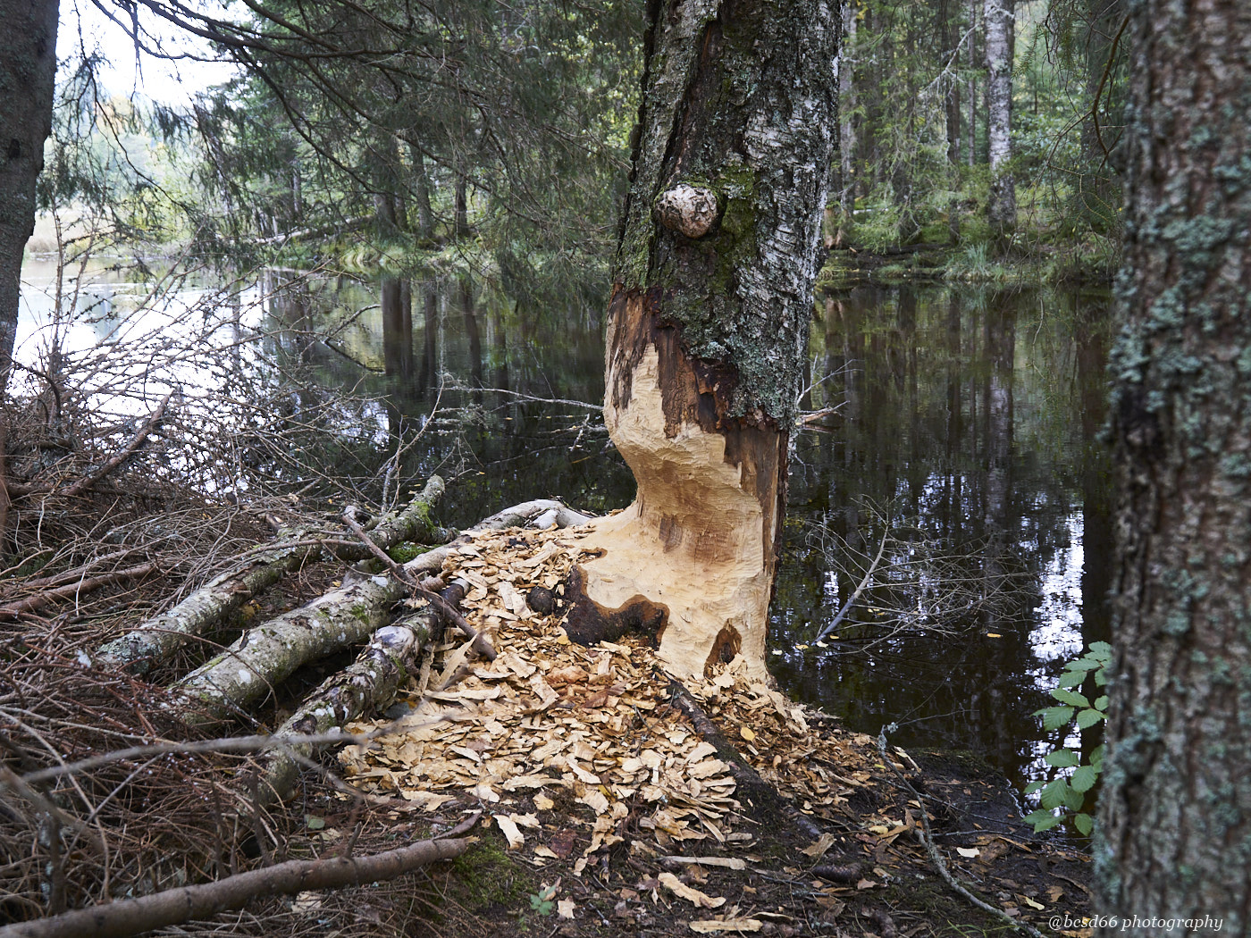 beaver-cuts-tree