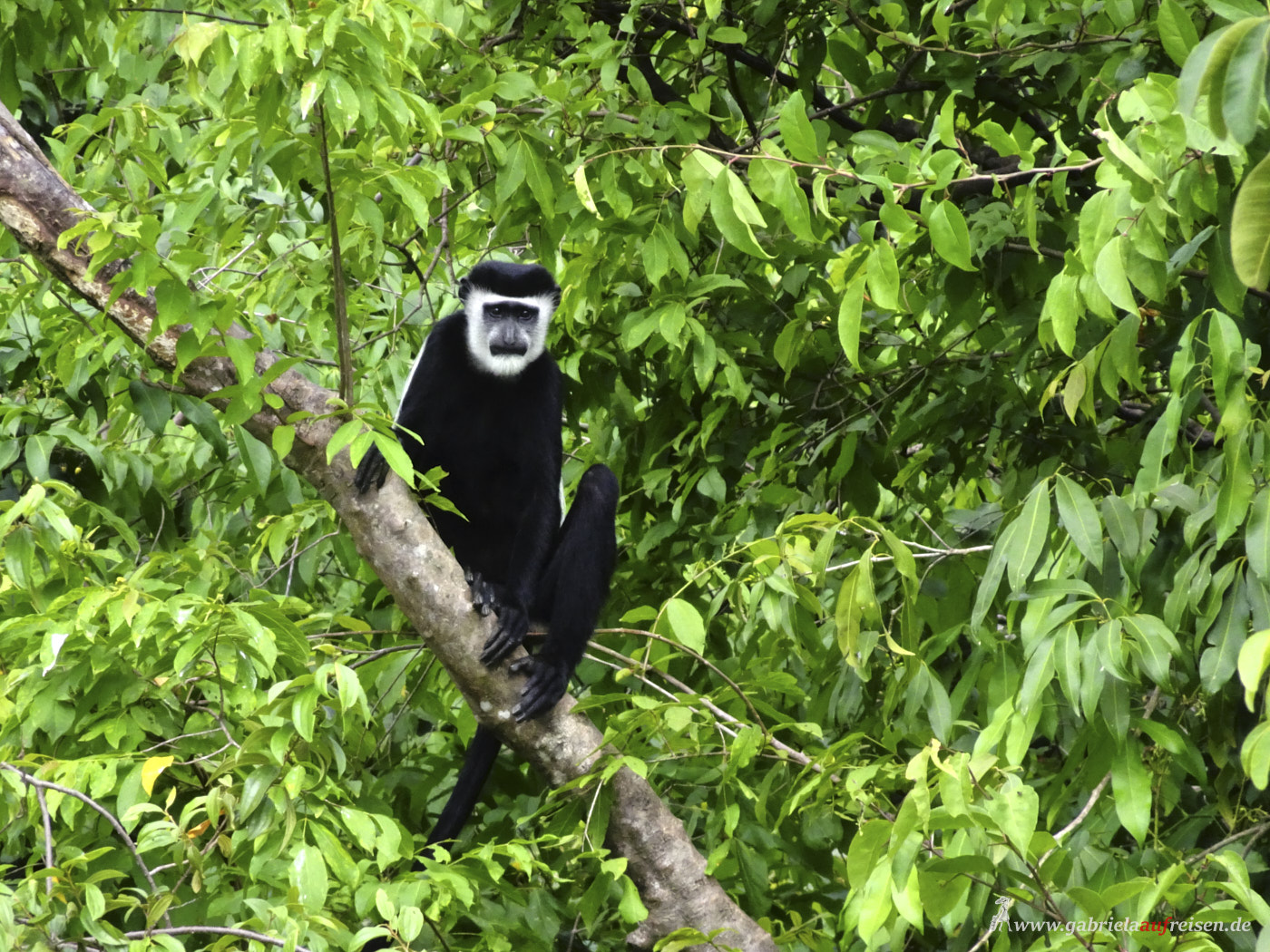 black-and-white-monkey