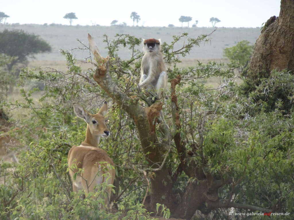 monkey-and-antilope