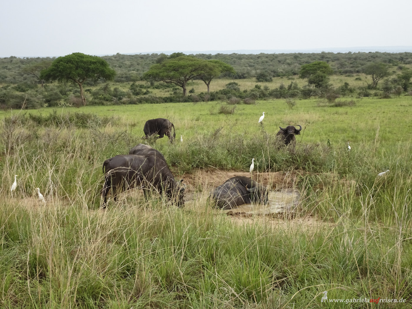 buffalos-in-a-waterhole