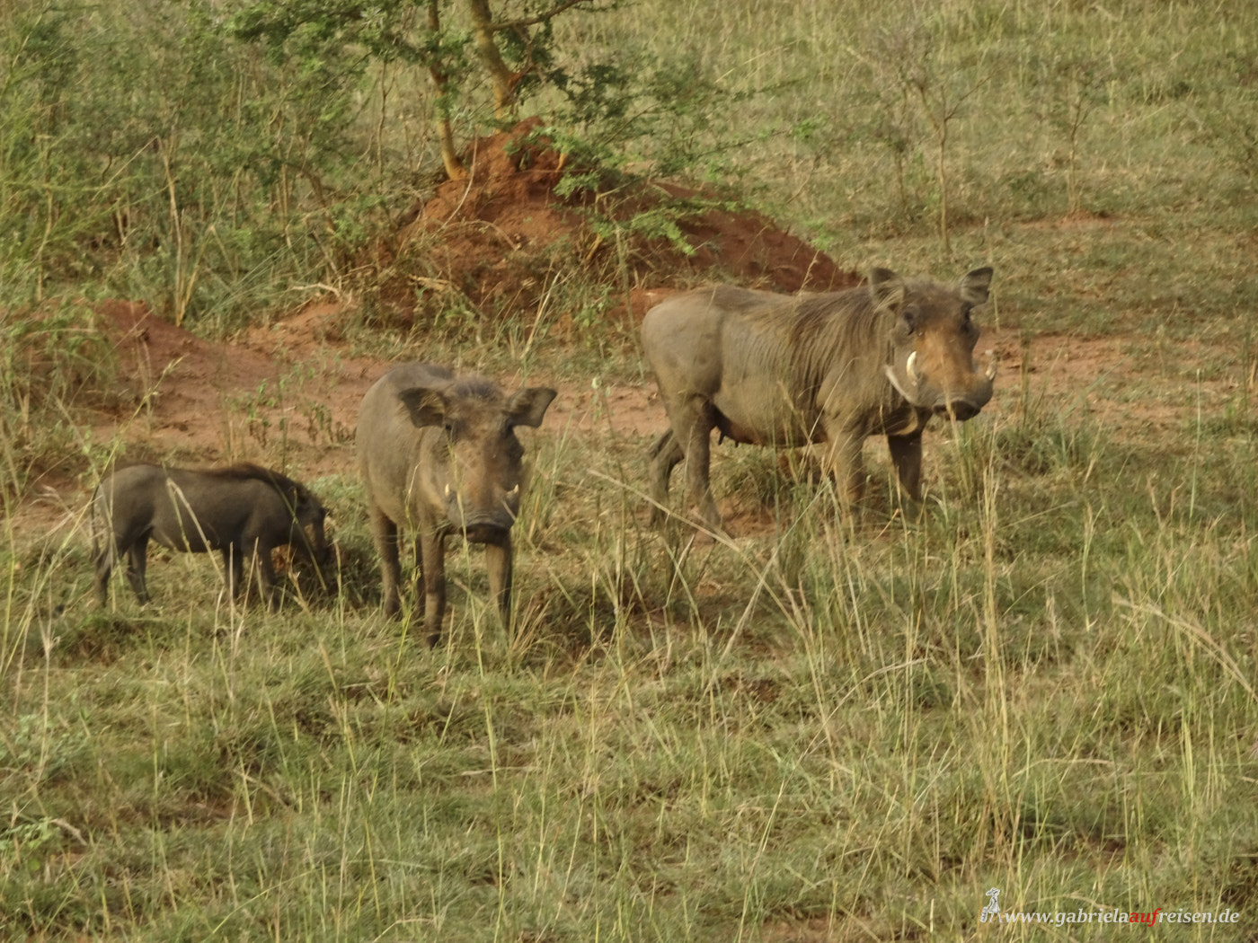 wild-pigs-in-Uganda