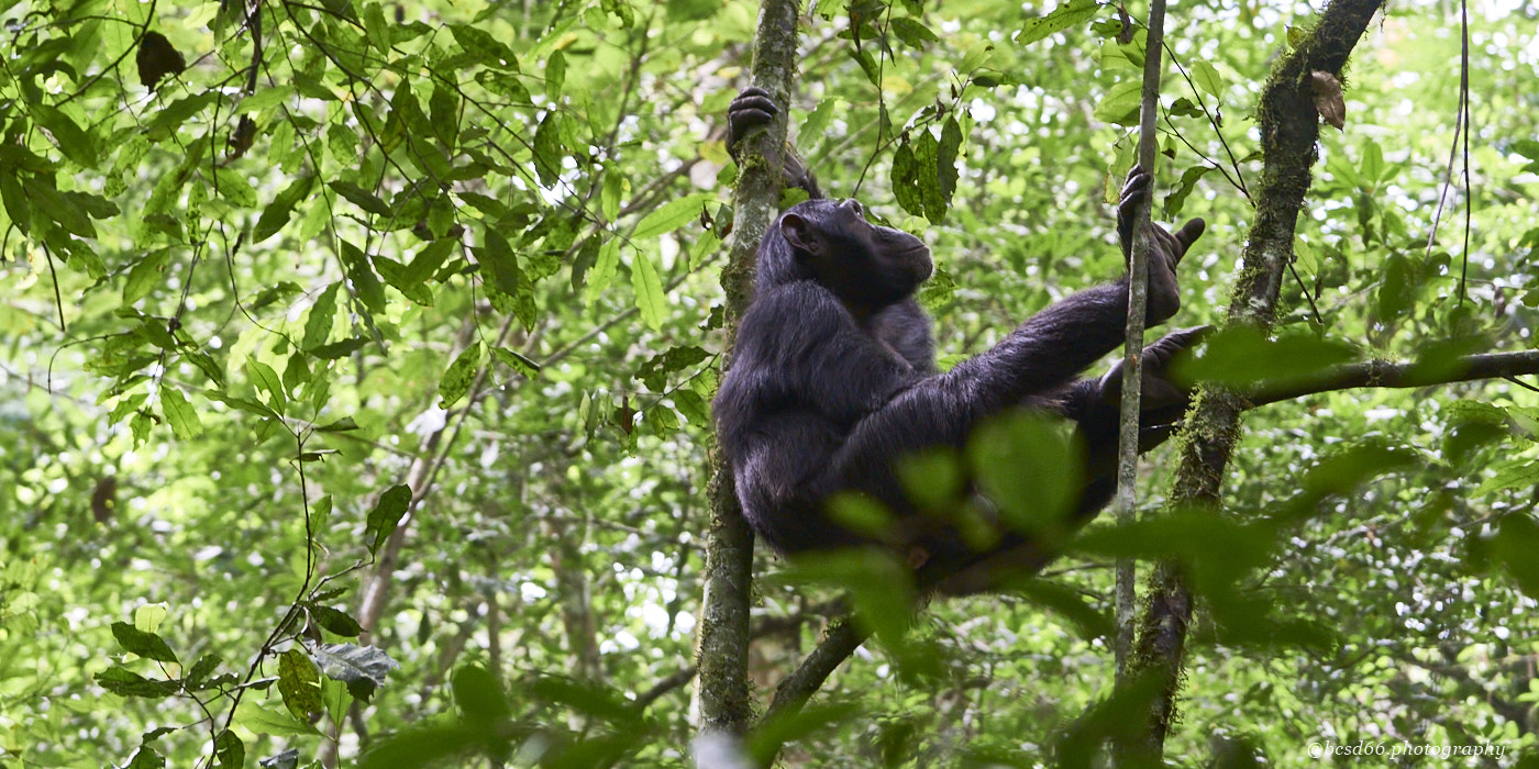 relaxing-chimp-on-a-tree-in-kibale-national-park