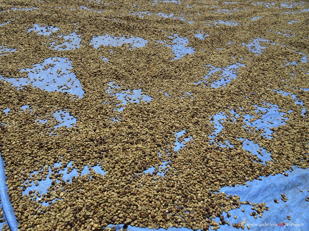 drying-coffee-beans