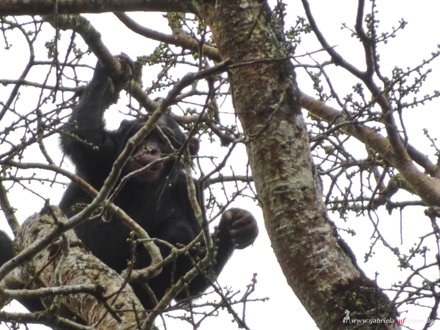 chimp-on-a-tree