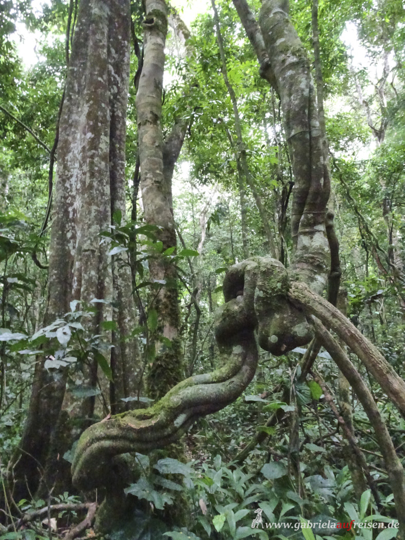 rainforest-in-uganda