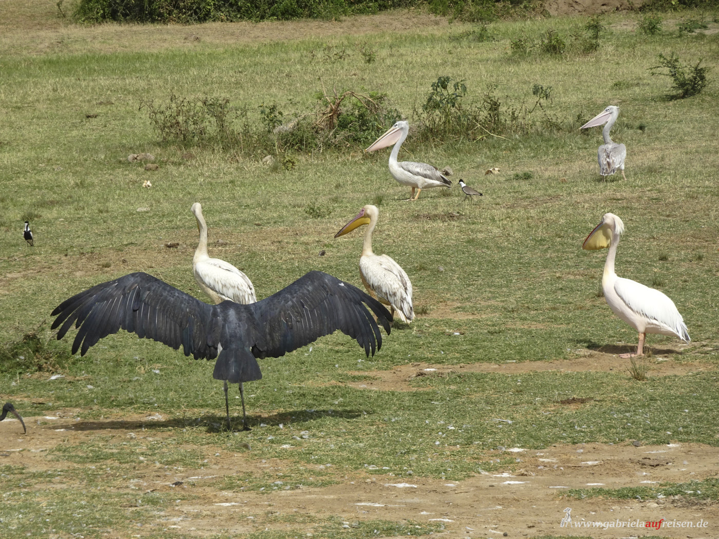 birds-in-Uganda