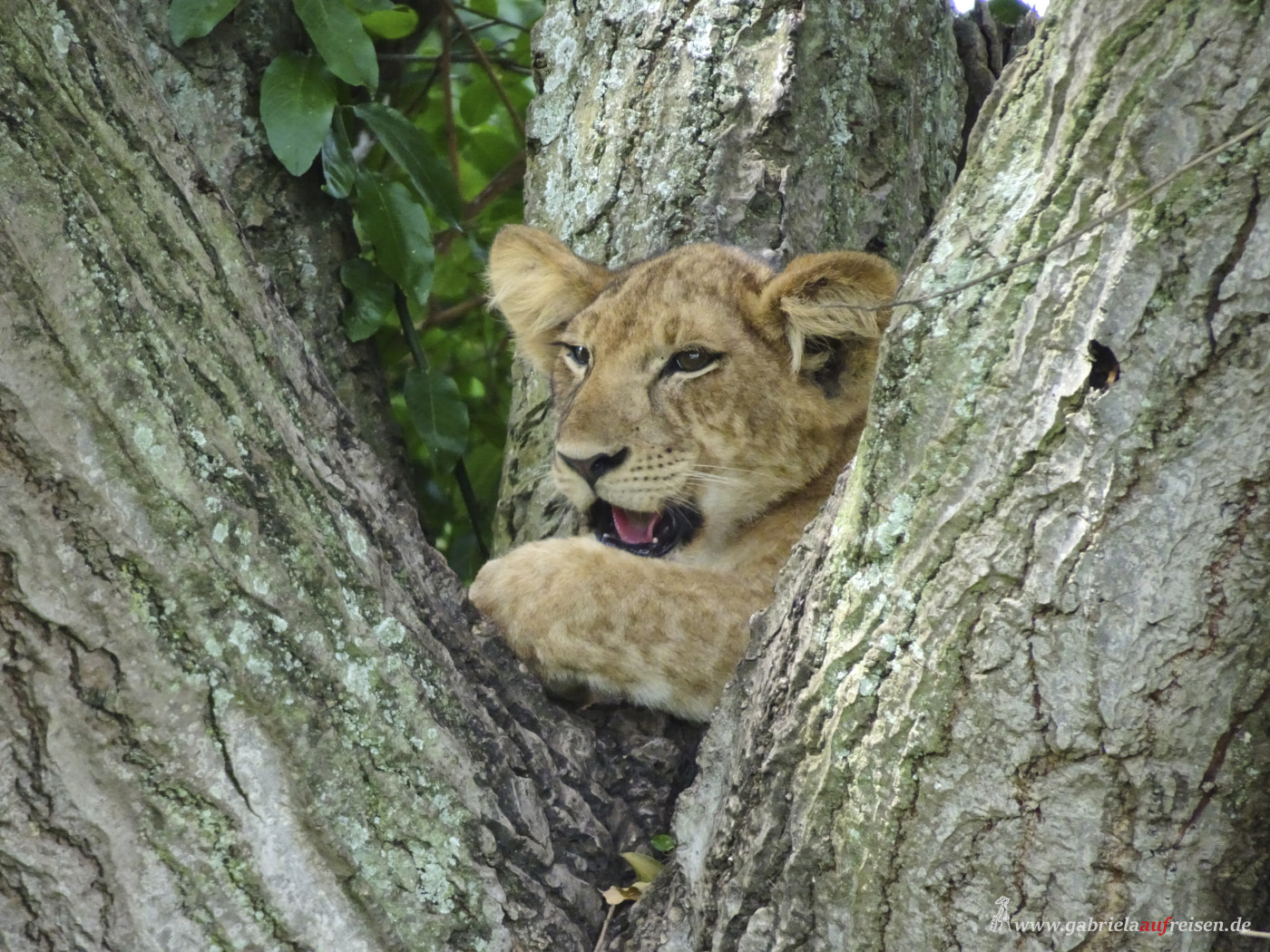 lion-cub-on-a-tree