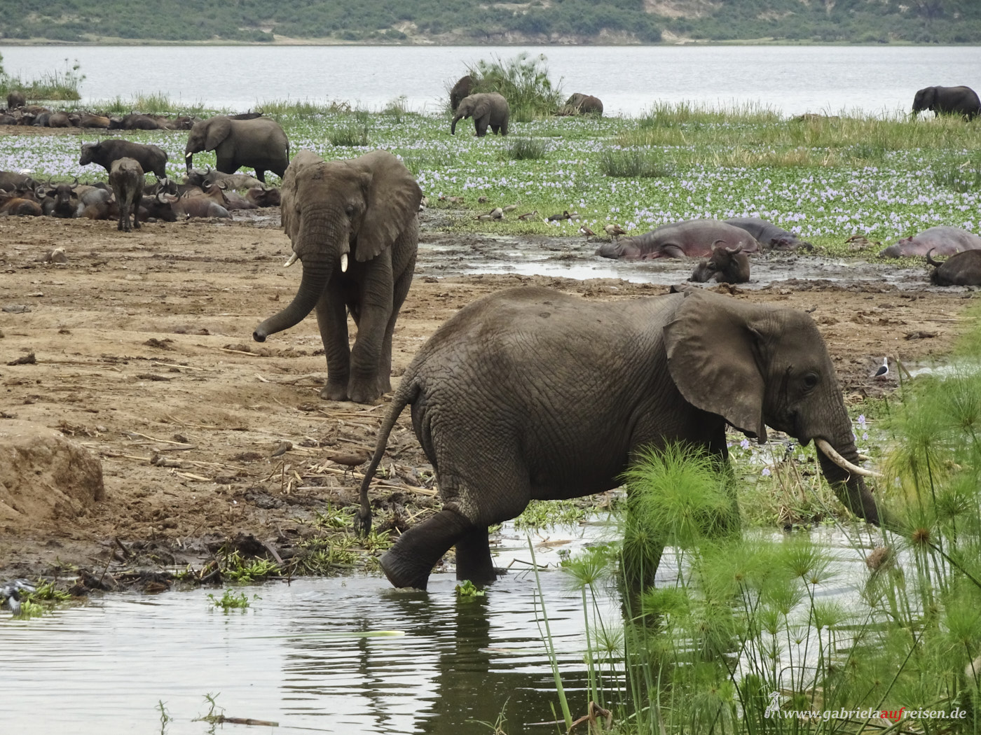 elephants-in-the-water