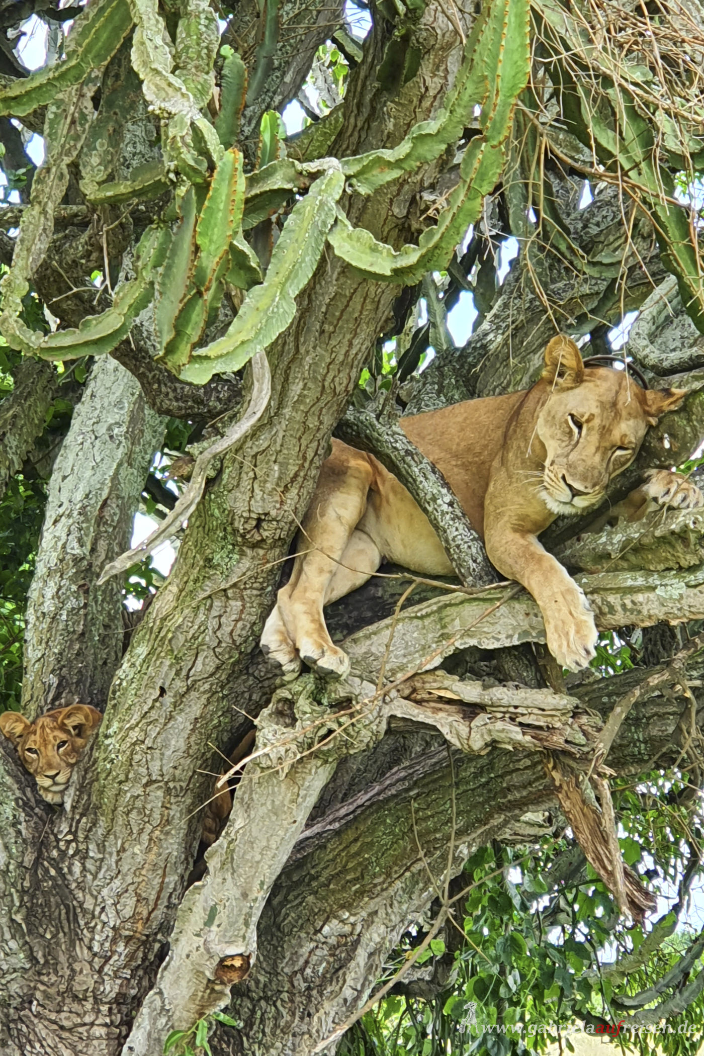 lion-on-a-tree