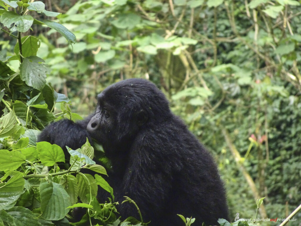 teenage-gorilla