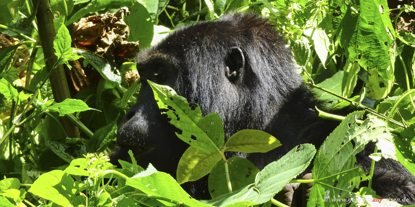 mountain-gorilla-in-uganda