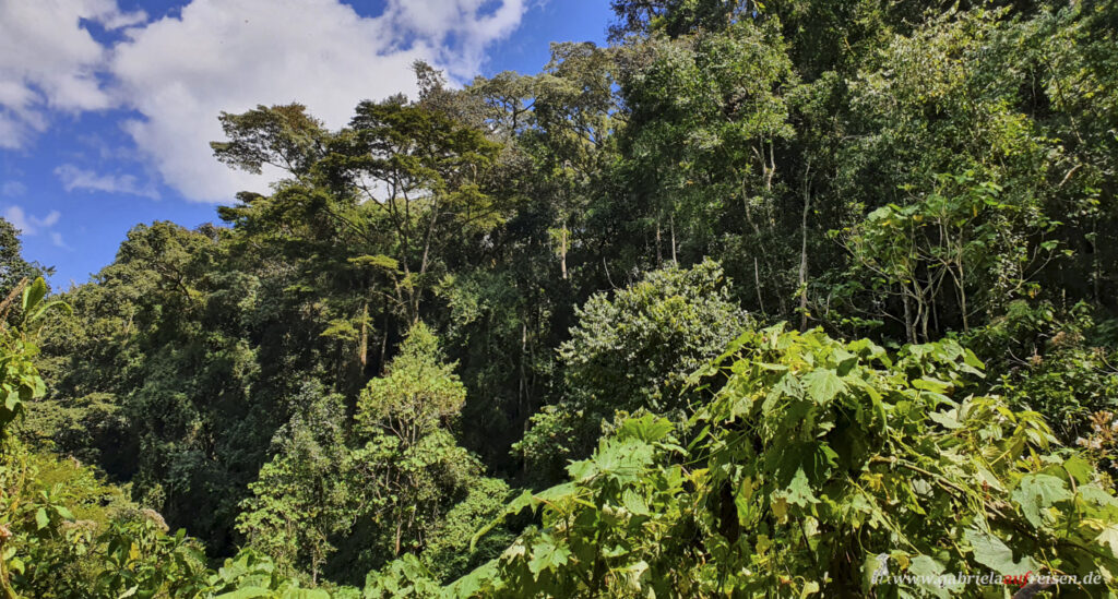 Bwindi-Impenetrable-Forest-during-Gorilla-Tracking