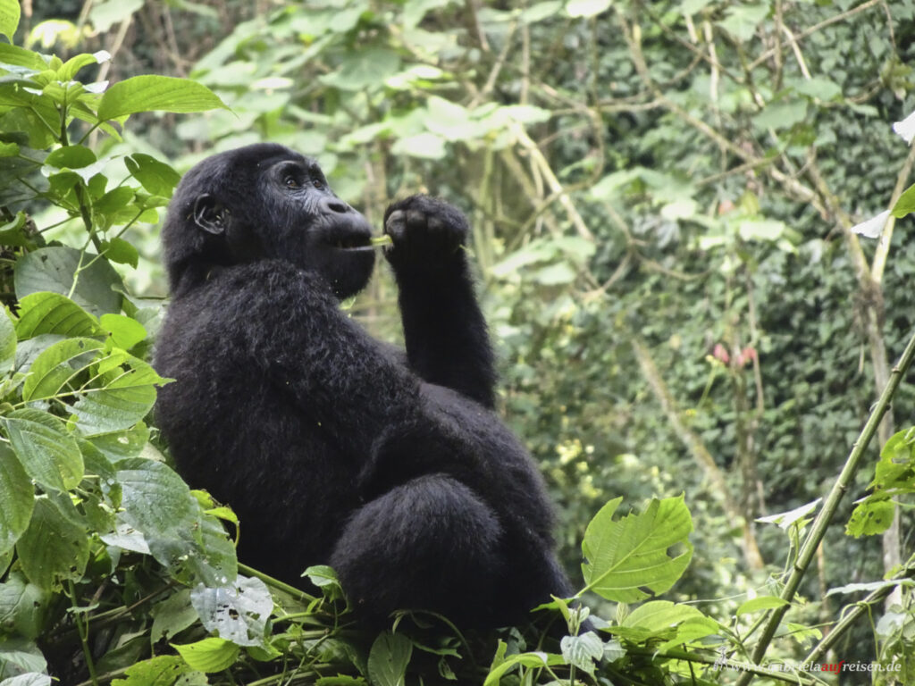 young-gorilla-sitting-on-a-tree