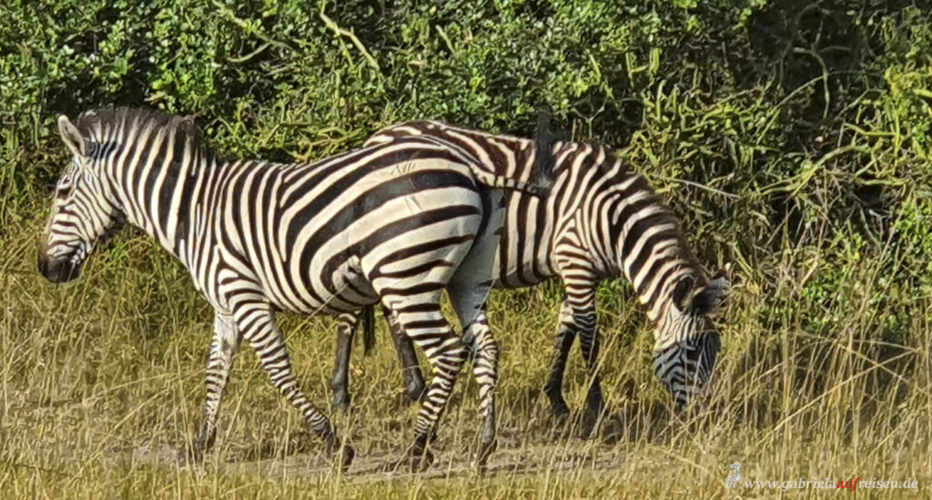 zebras-in-savannah