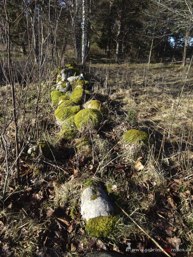 dead-tree-with-moss-in Estonia