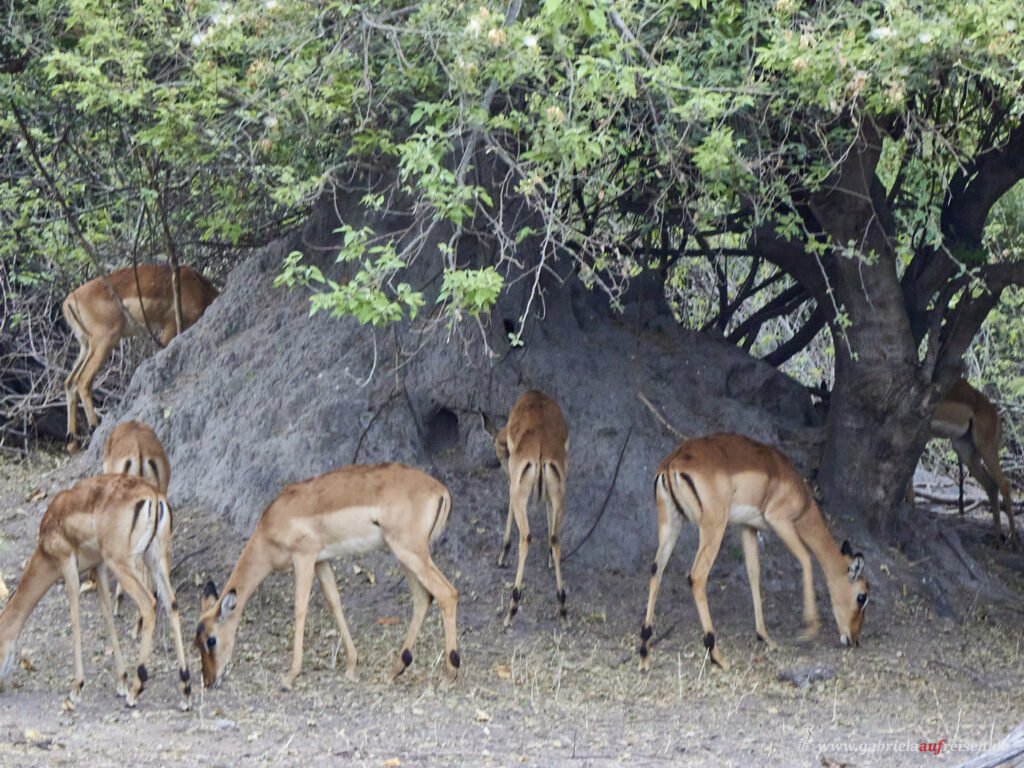 feeding-impalas