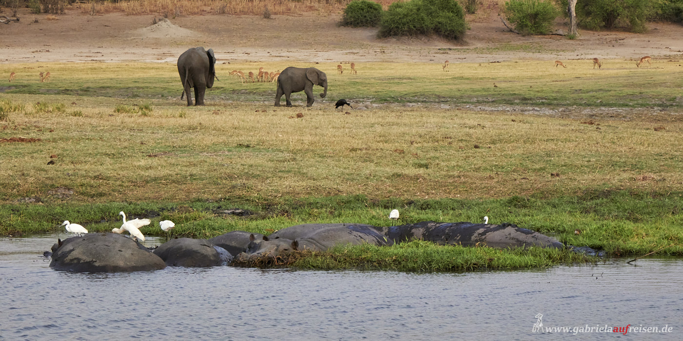 Chobe-River-wildlife-at-shore