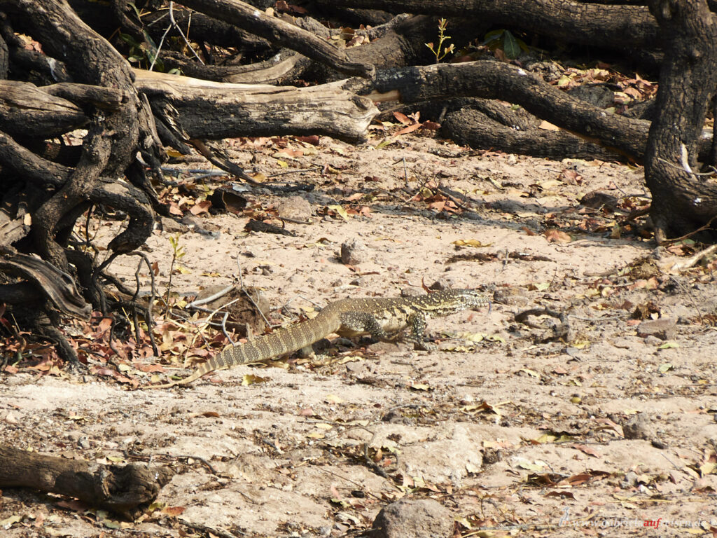 Chobe-River-lizard