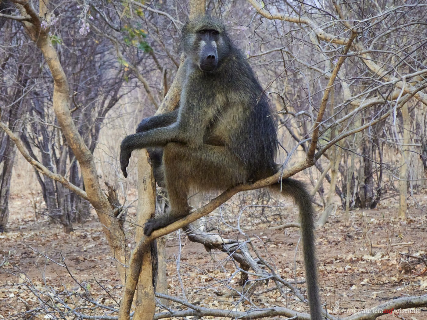 baboon-in-a-tree