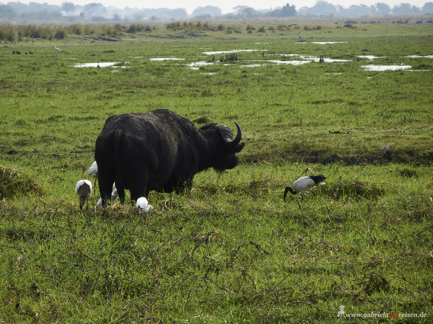 buffalo-and-ibises