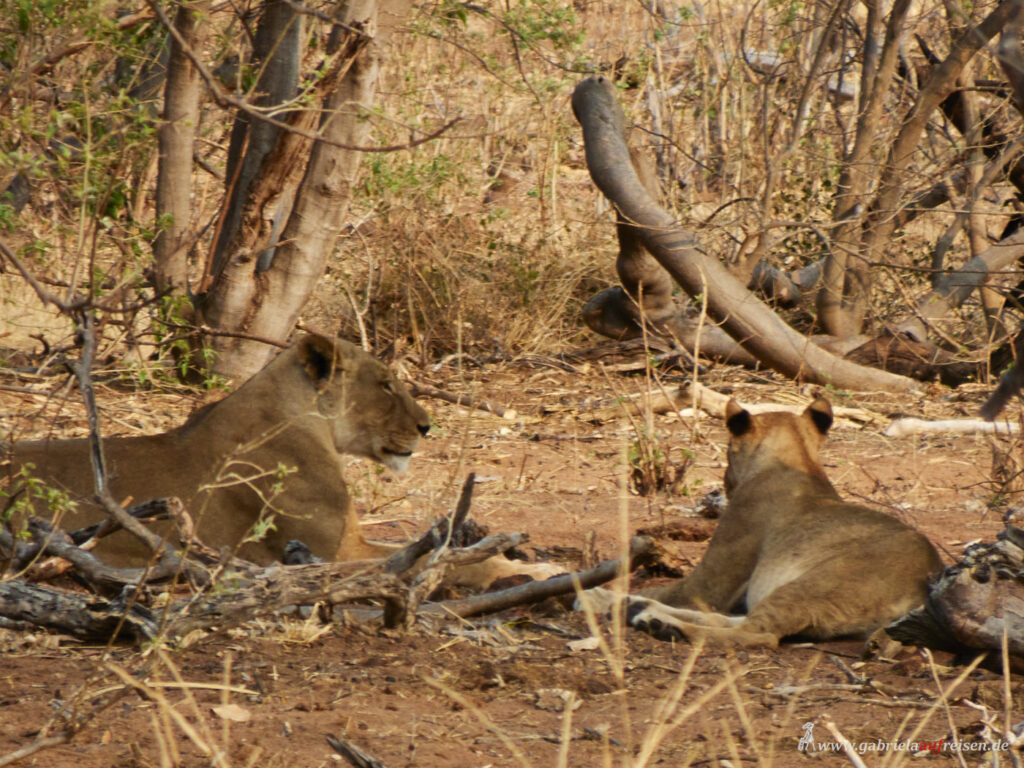 Chobe-National-Park-lions