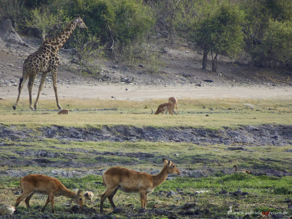 antilopes-and-giraffe
