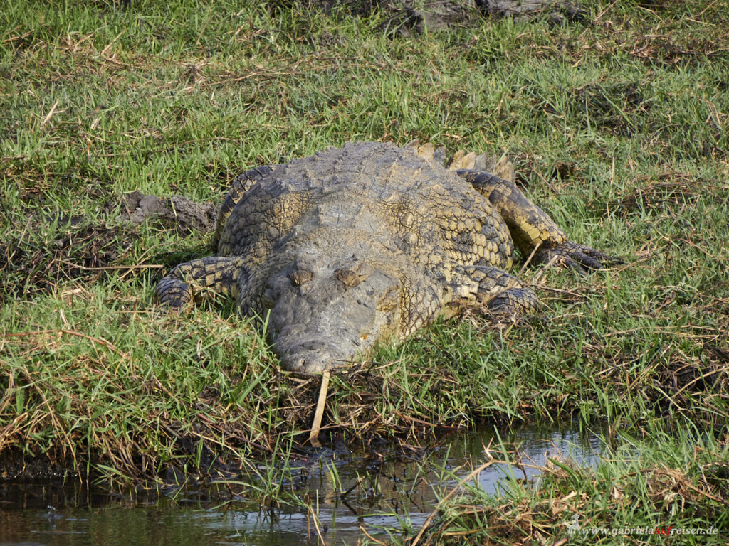 Chobe-river-croc
