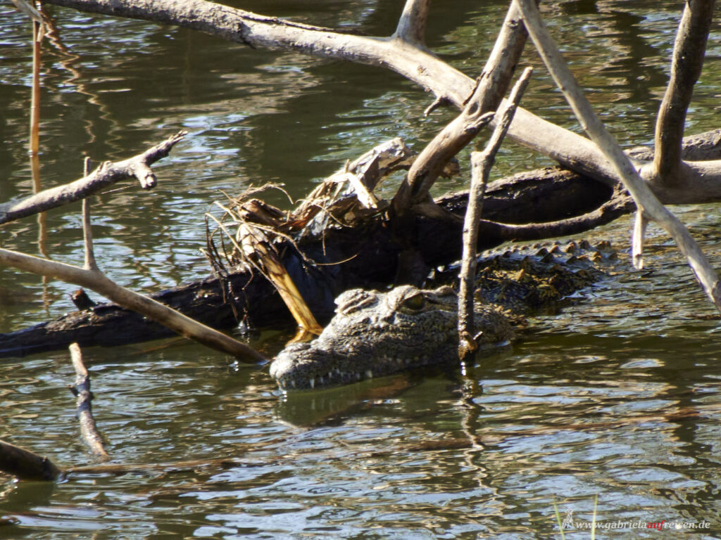 hiding-crocodile-Bwabwata-National-Park