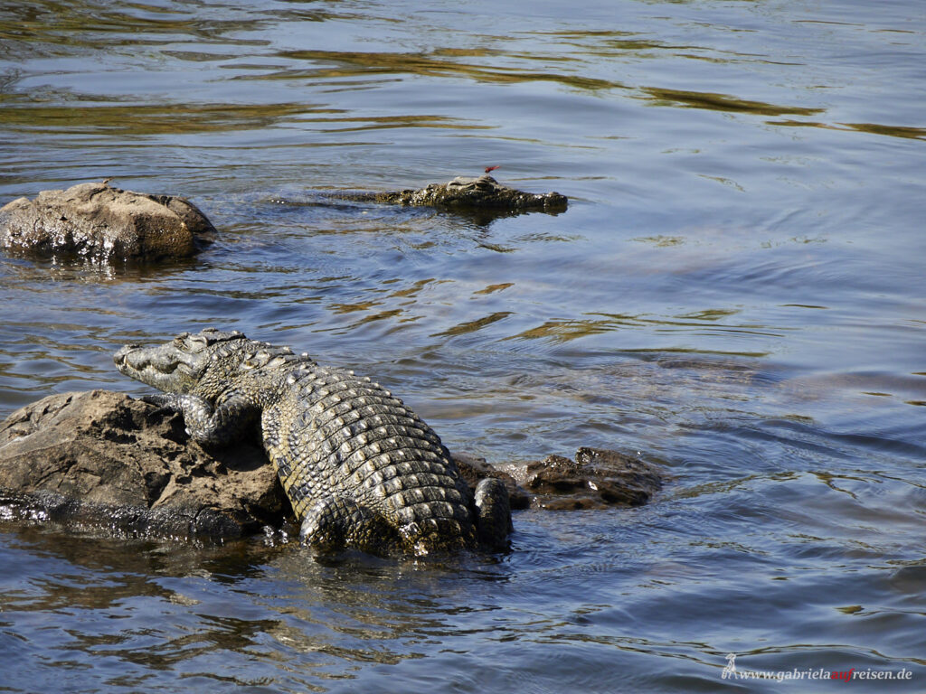 sunbathing-crocodile
