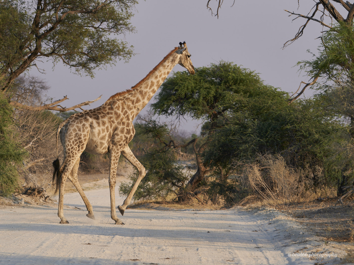 walking-giraffe