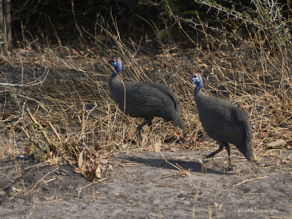 walking-guinea-fowls