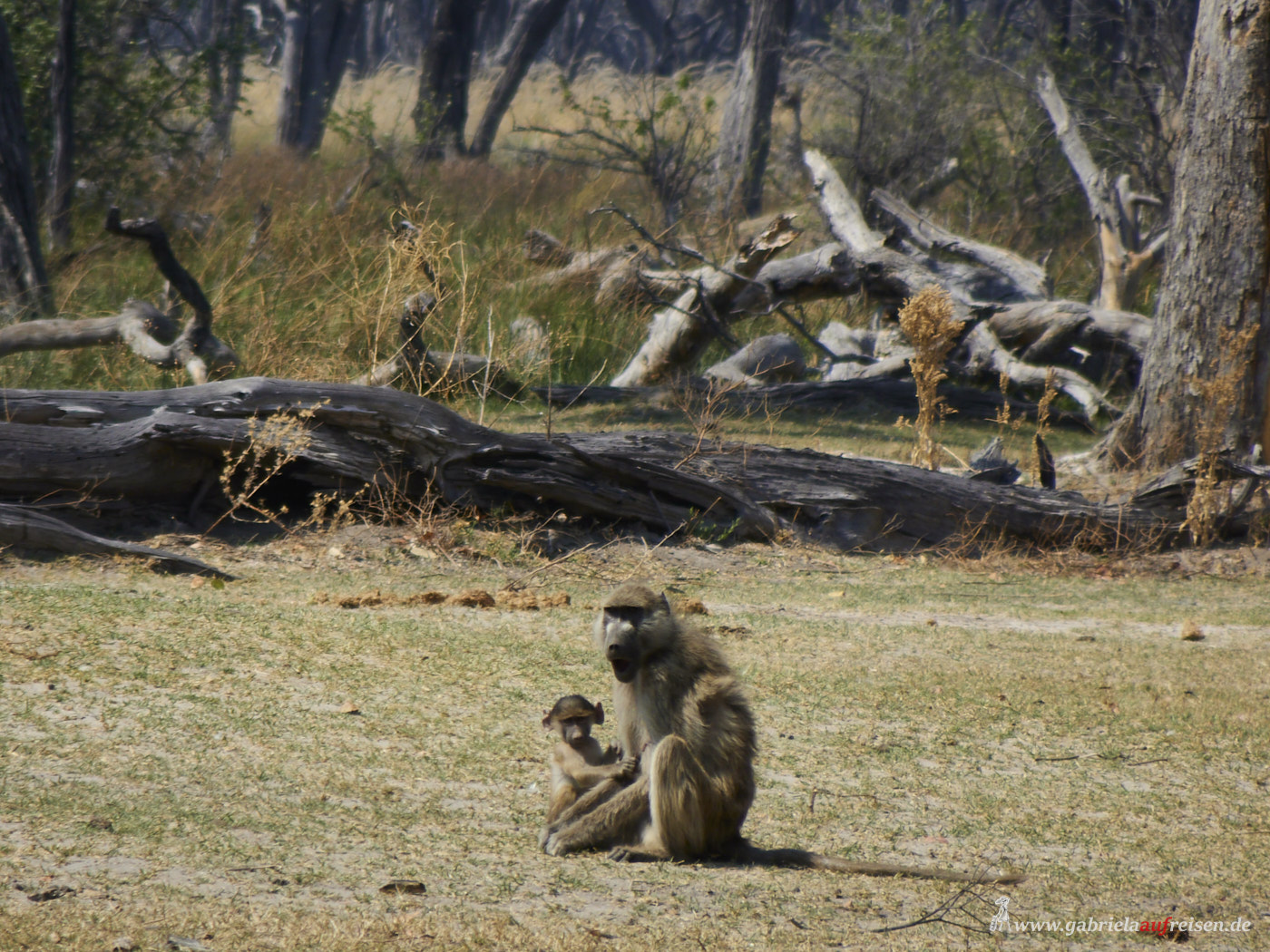 baboon-mother-and-baby