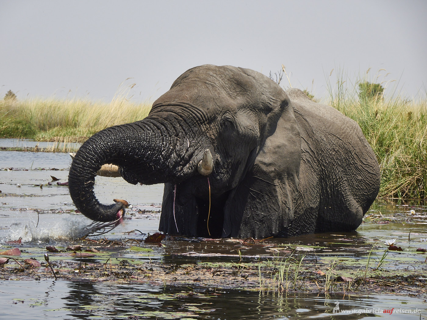old-elephant-bull-in-Okavango