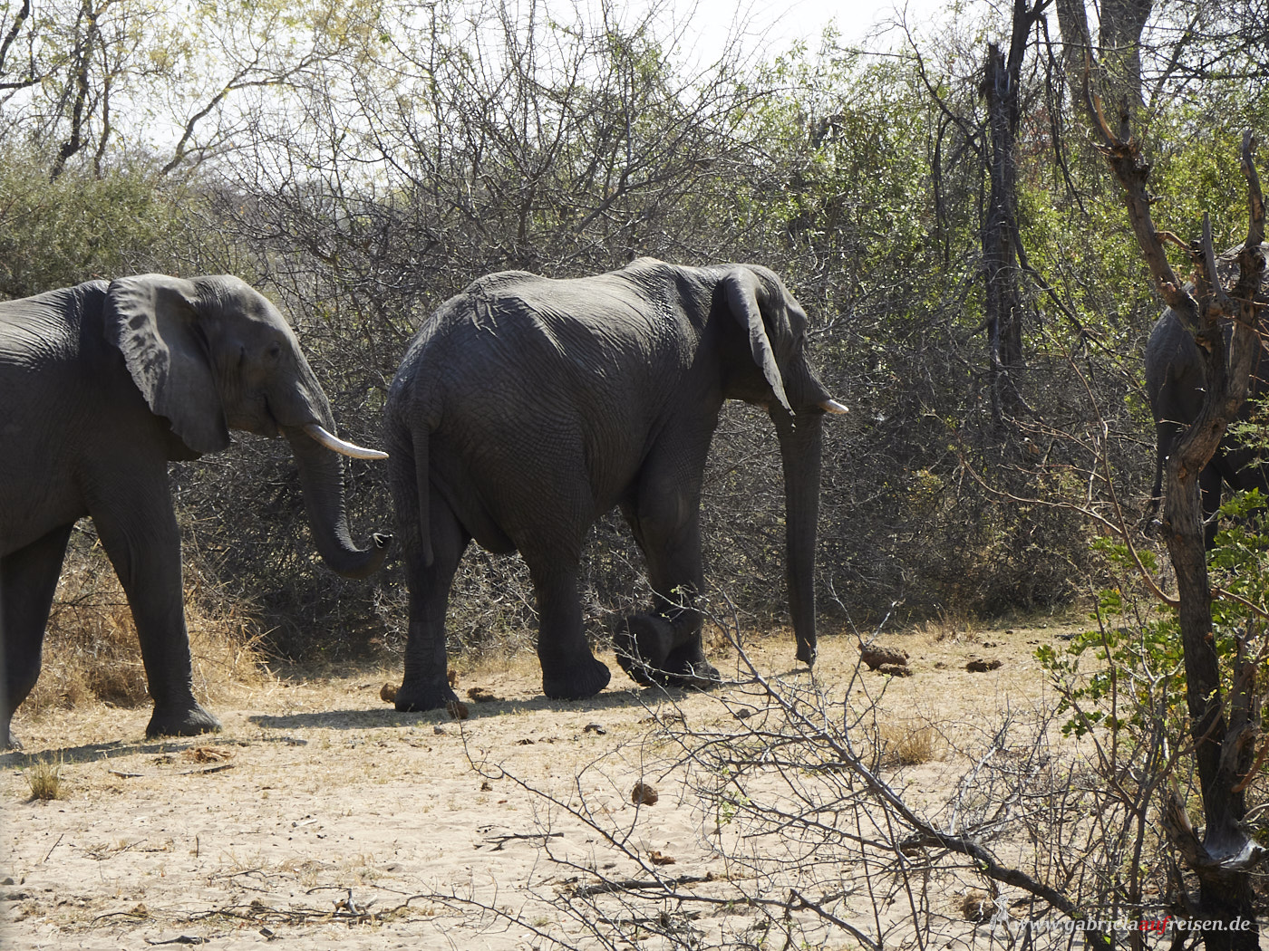 walking-elephants-in Bwabwata-National-Park