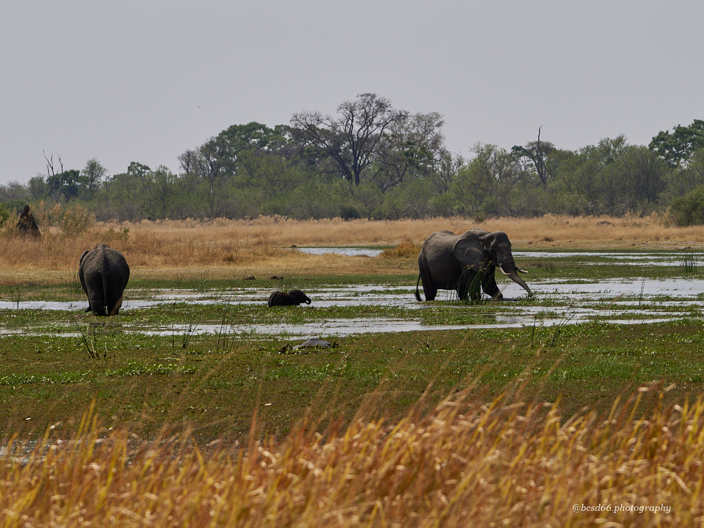 elephants-in-the-water