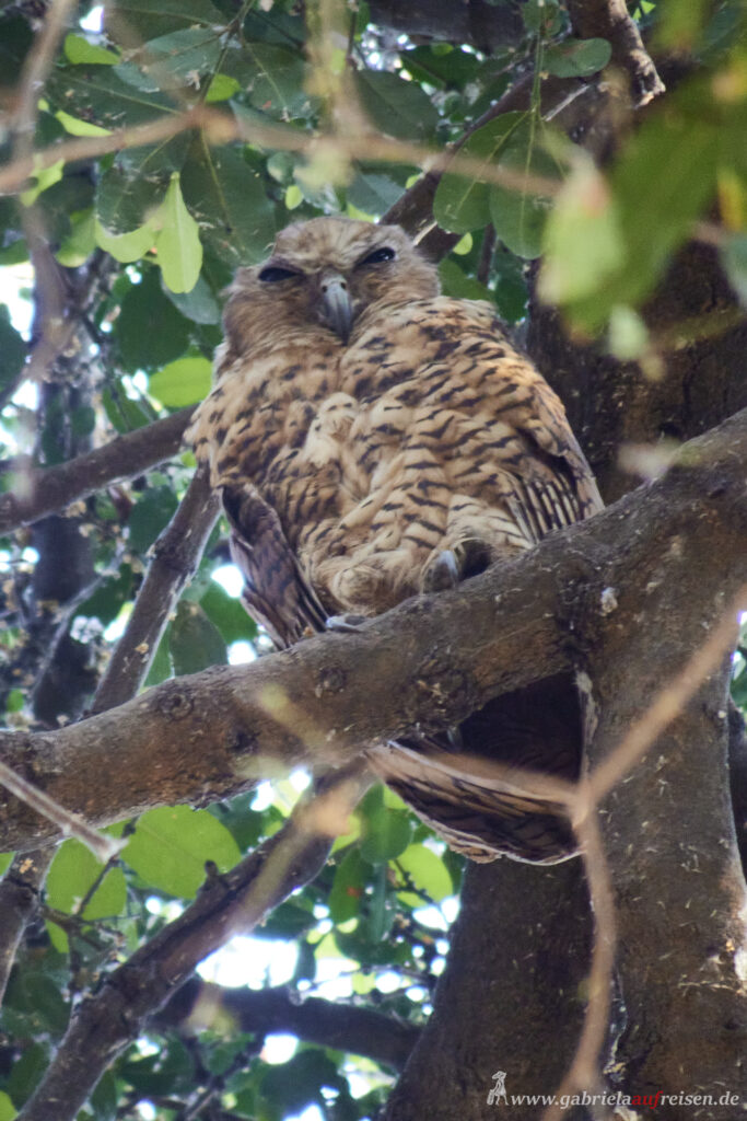 brown-african-fish-owl