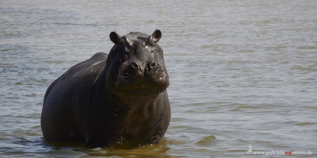 hippo-at-Cubango