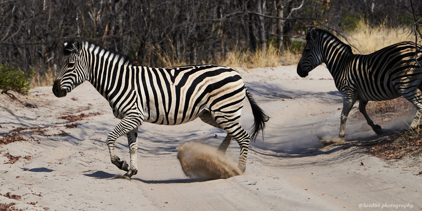 Zebras-on-a-sandy-road