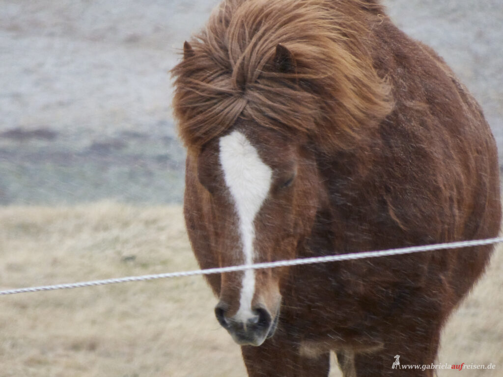 -icelandic-pony