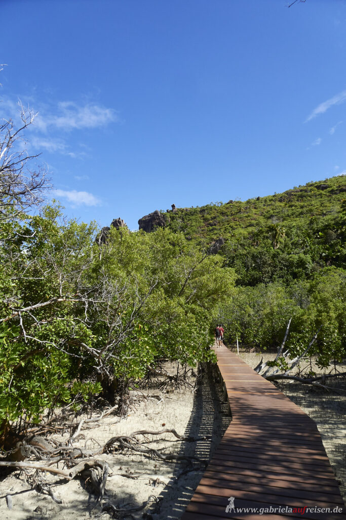 mangroves-Curieuse-Island