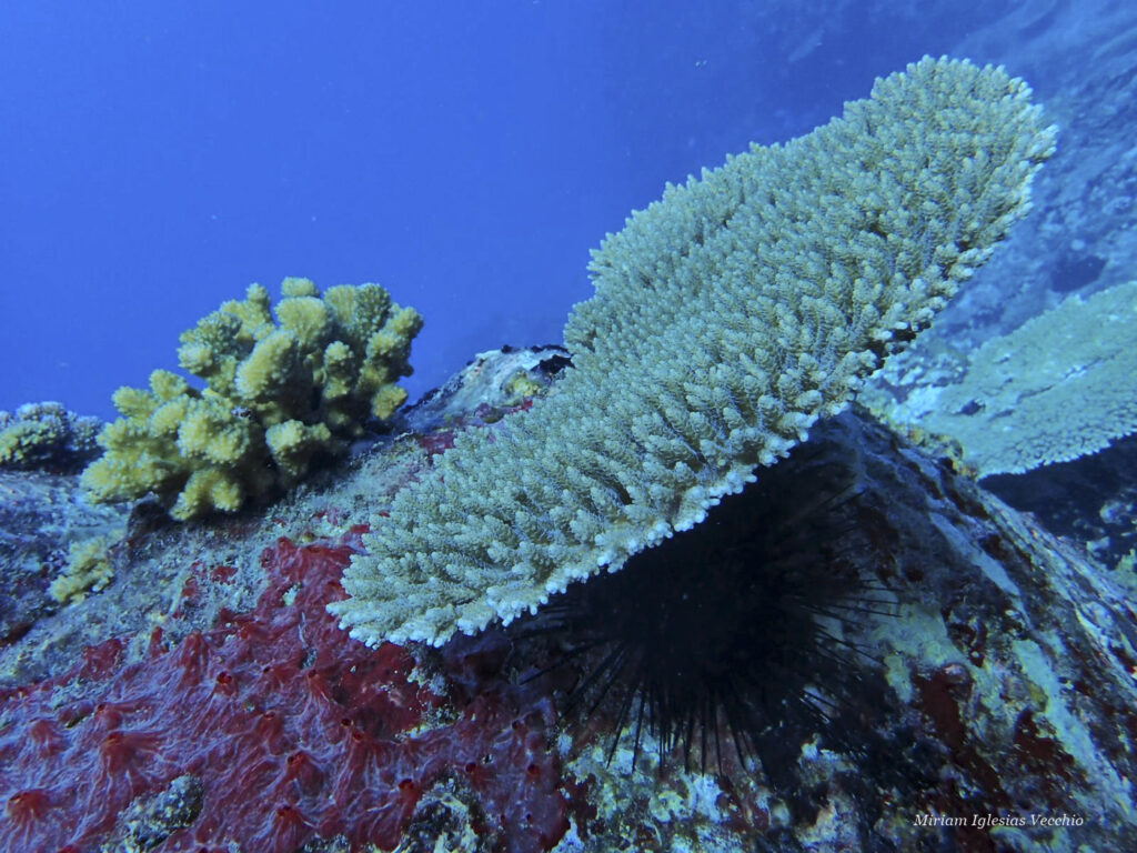 coral-reef