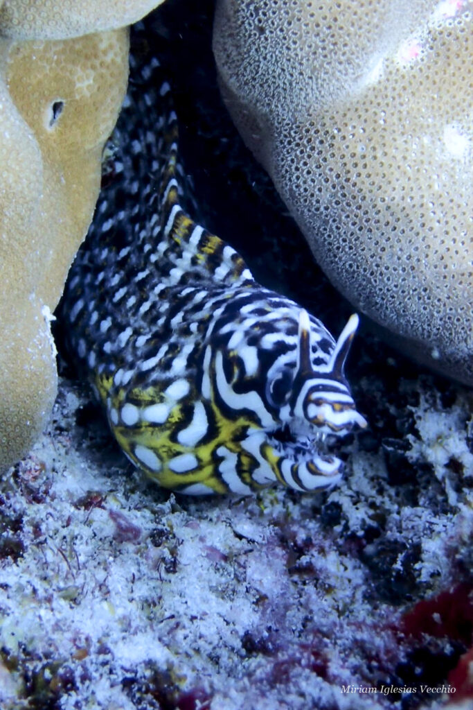 moray-eel-Seychelles