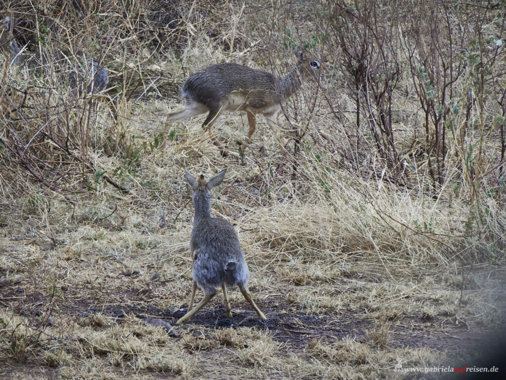 smallest-antelope