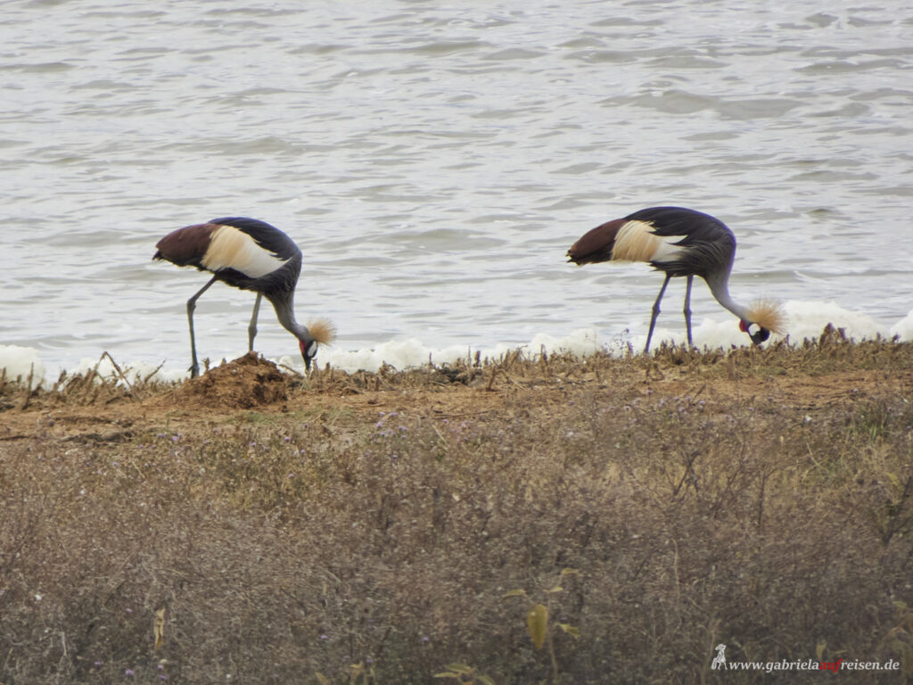 King -Cranes