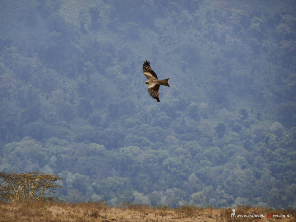 flying-red-kite