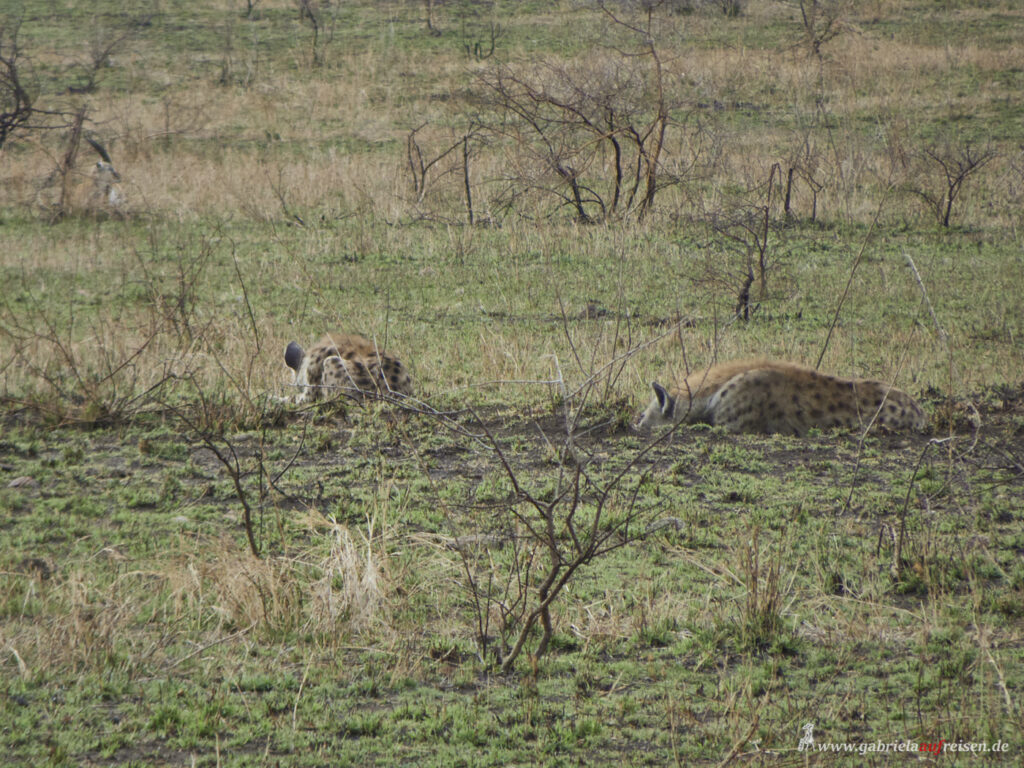 two-hyenas