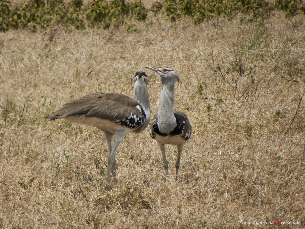 Kori-Bustards