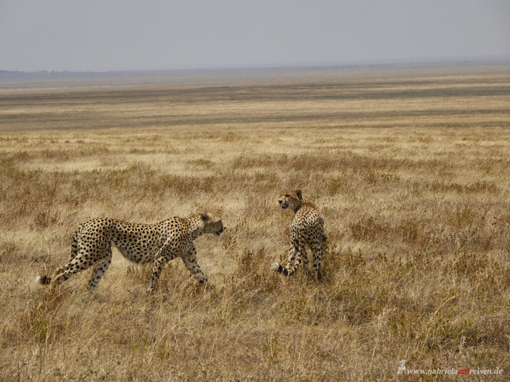 cheetahs