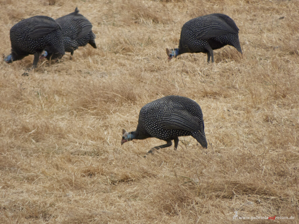 fowls